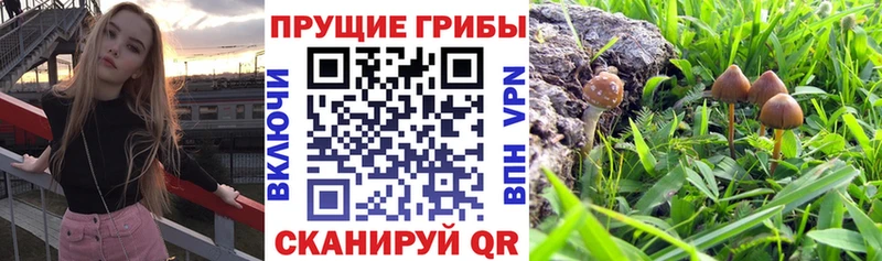 что такое   Барыш  Псилоцибиновые грибы Psilocybine cubensis 